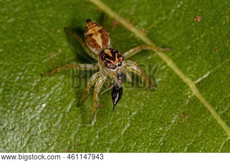 Small Jumping Spider Of The Genus Frigga Preying On A Wasp
