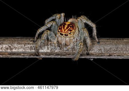 Adult Female Jumping Spider Of The Genus Frigga