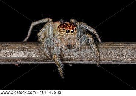Adult Female Jumping Spider Of The Genus Frigga