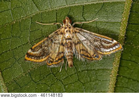 Adult Crambid Moth Of The Family Crambidae