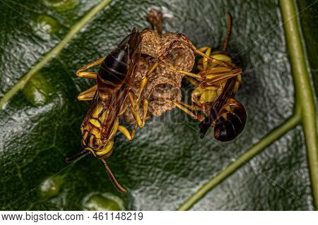 Adult Long-waisted Paper Wasps Of The Genus Mischocyttarus