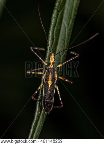 Adult Assassin Bug Of The Species Zelus Laticornis