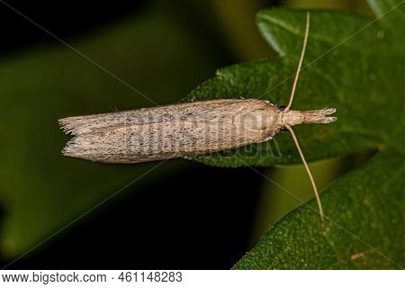 Adult Grass-veneer Moth Of The Subfamily Crambinae