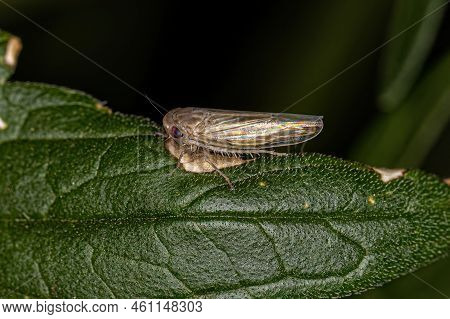 Small Typical Leafhopper Of The Subfamily Deltocephalinae