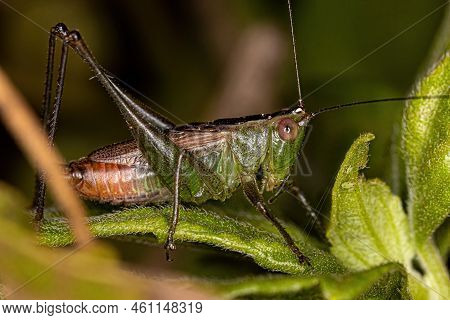 Lesser Meadow Katydid Nymph Of The Genus Conocephalus