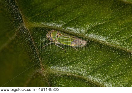 Adult Typical Leafhopper Of The Subfamily Cicadellinae
