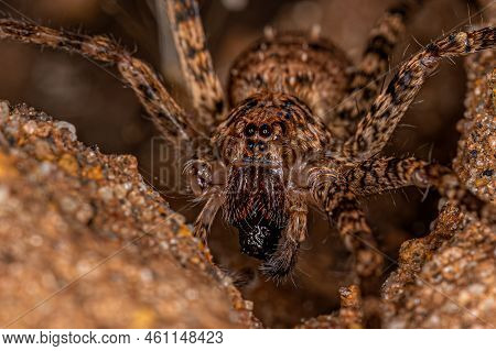Adult Wandering Spider Of The Family Ctenidae