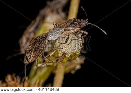 Adult Seed Bugs Of The Family Lygaeidae