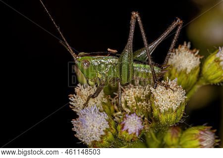 Lesser Meadow Katydid Nymph Of The Genus Conocephalus