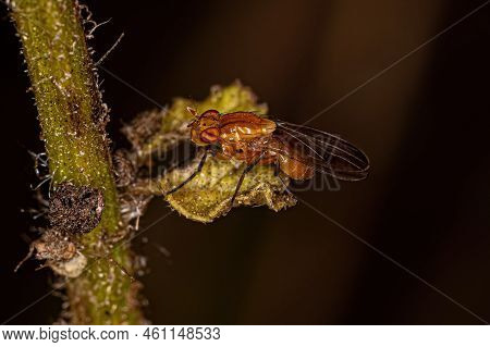Adult Lauxaniid Fly Of The Family Lauxaniidae