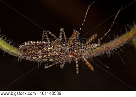 Adult Assassin Bugs Of The Genus Cosmoclopius