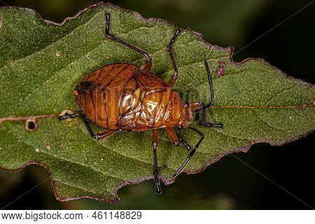 Bordered Plant Bug Nymph Of The Subfamily Larginae