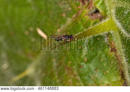 Adult Acalyptrate Fly Of The Zoosubsection Acalyptratae