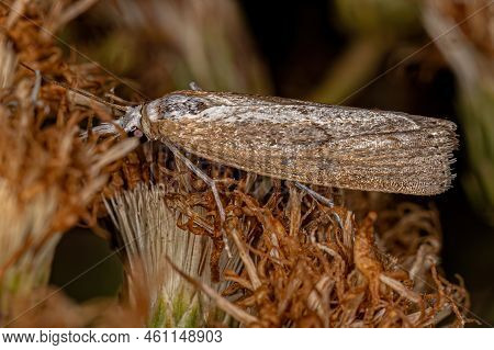 Adult Grass-veneer Moth Of The Subfamily Crambinae