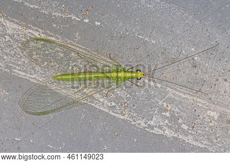 Adult Typical Green Lacewing Of The Genus Chrysoperla