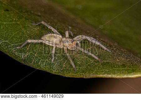Small Ghost Spider Of The Family Anyphaenidae