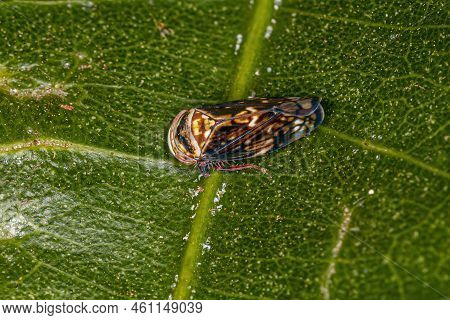 Small Typical Leafhopper Of The Subfamily Deltocephalinae