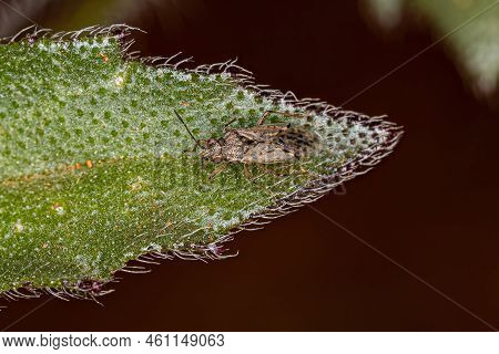 Adult Seed Bug Of The Family Lygaeidae