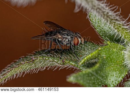 Adult Bristle Fly Of The Family Tachinidae
