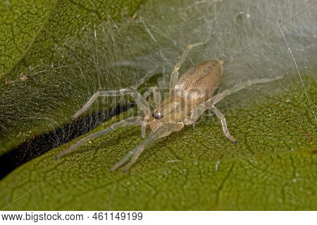 Small Ghost Spider Of The Family Anyphaenidae
