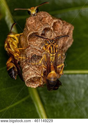 Adult Long-waisted Paper Wasps Of The Genus Mischocyttarus