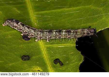 Small Moth Larva Of The Order Lepidoptera