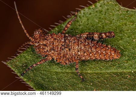 Short-horned Grasshopper Insect Of The Genus Ommexecha