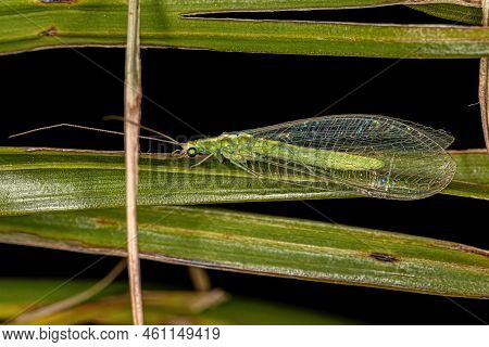 Adult Typical Green Lacewing Of The Genus Chrysoperla