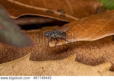 Adult Flesh Fly Of The Family Sarcophagidae