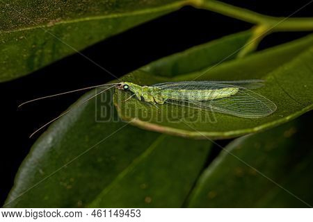 Adult Typical Green Lacewing Of The Genus Chrysoperla