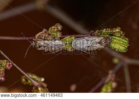 Adult Seed Bugs Of The Family Lygaeidae