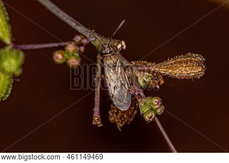Adult Seed Bug Of The Family Lygaeidae