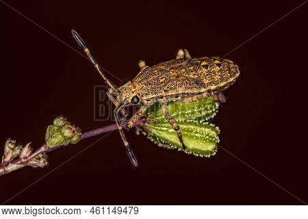 Leaf-footed Bug Nymph Of The Genus Catorhintha