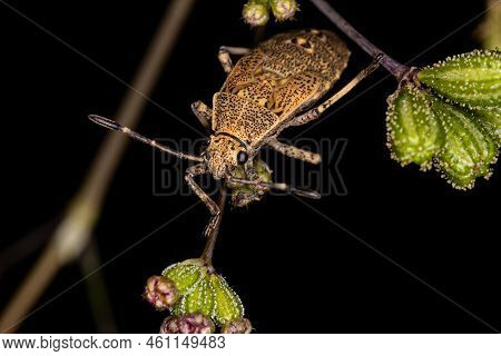 Leaf-footed Bug Nymph Of The Genus Catorhintha