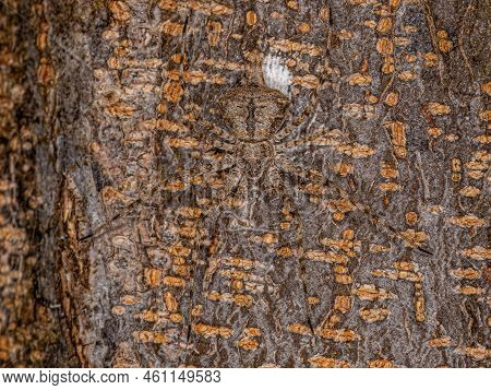 Small Longspinneret Spider Of The Family Hersiliidae