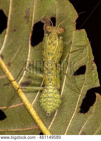 Green Photinaid Mantis Nymph Of The Tribe Photinaini