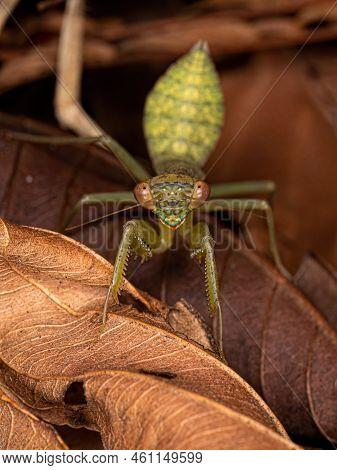Green Photinaid Mantis Nymph Of The Tribe Photinaini