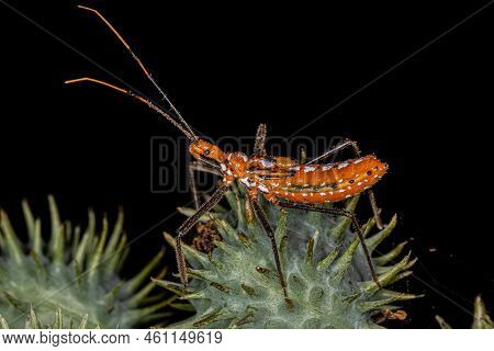 Assassin Bug Nymph Of The Tribe Harpactorini