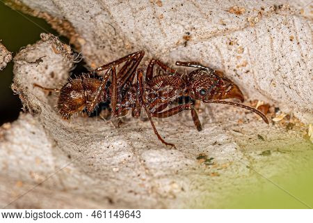 Adult Female Ectatommine Ant Of The Genus Ectatomma