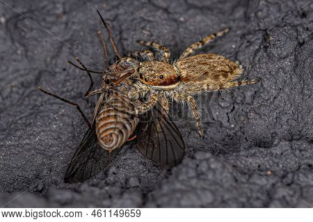 Small Gray Wall Jumping Spider Of The Species Menemerus Bivittatus Preying On An Adult Bee Fly Of Th