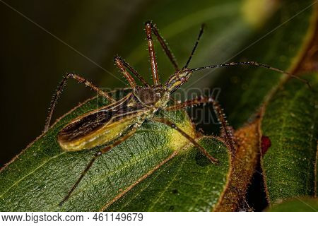 Adult Assassin Bug Of The Genus Zelus