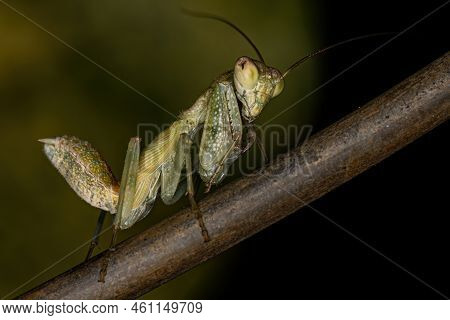 Acontistid Mantis Nymph Of The Genus Metaphotina