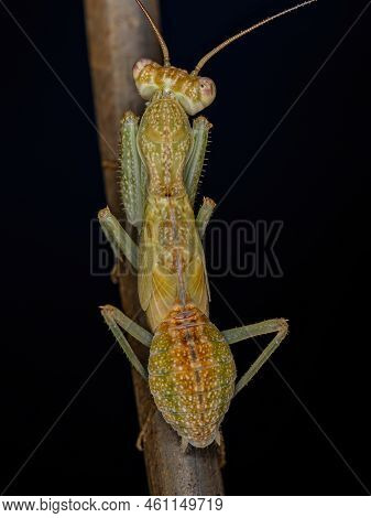 Acontistid Mantis Nymph Of The Genus Metaphotina