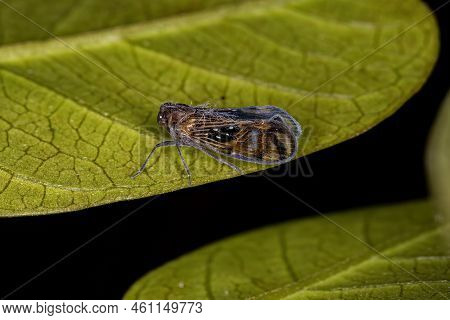 Adult Small Planthopper Insect Of The Species Pintalia Constellaris