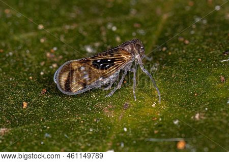 Adult Small Planthopper Insect Of The Species Pintalia Constellaris