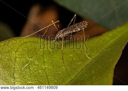 Adult Limoniid Crane Fly Of The Family Limoniidae