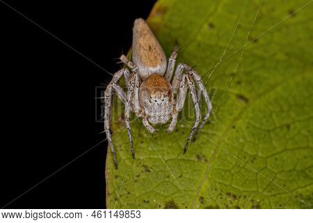 Adult Female Striped Lynx Spider Of The Genus Oxyopes