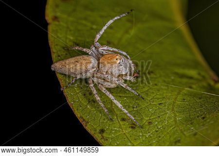 Adult Female Striped Lynx Spider Of The Genus Oxyopes