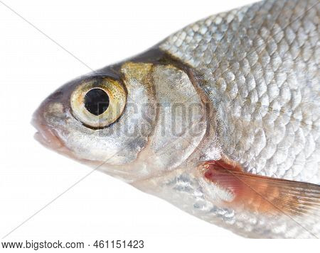 Silver Bream (blicca Bjoerkna) Portrait Isolated On A White Background. The Fish Species Is Widely D