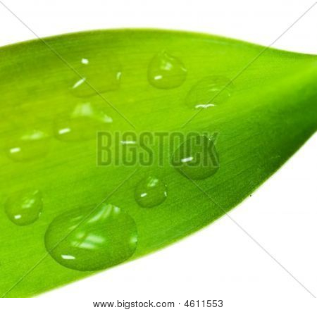Een Lucky Bamboo blad met waterdruppels